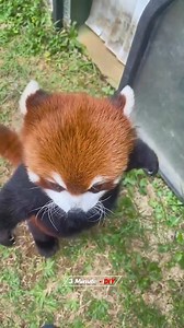 That is a Pokemon | 3 Minute - DIY