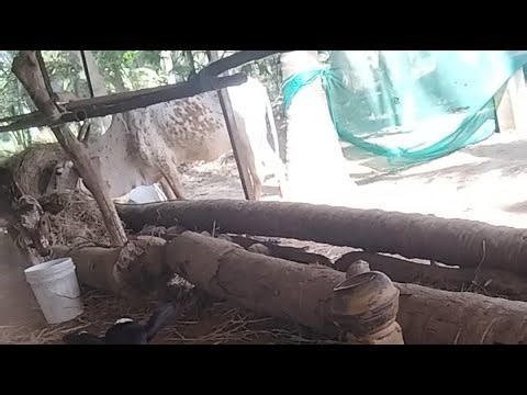 சூப்பர் நேப்பியர் அறுவடை மாட்டிற்காக #Organic #farming #live