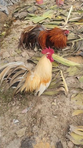 P2 - A crowing duel with the fate of two roosters on the line! With splendid tails and overwhelmi...