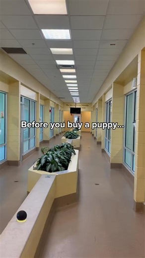 Before you buy, come adopt! 🐾 Stop by Patty Baker Humane Society Naples and meet our adorable puppies who are all ready for their forever homes. These sweet pups can’t wait to meet you! Come visit our main shelter and fall in love — your newest best friend might be waiting right here. 💛🐶 #shelterdog #puppy #rescuepuppy #adoptme #adoption #puppyreel #puppiesoffacebook #florida #share #foryou #dog #doglover #puppyoftheday #pittie #pitbull #dogrescue #saddog #schnauzer | Patty Baker Humane Socie