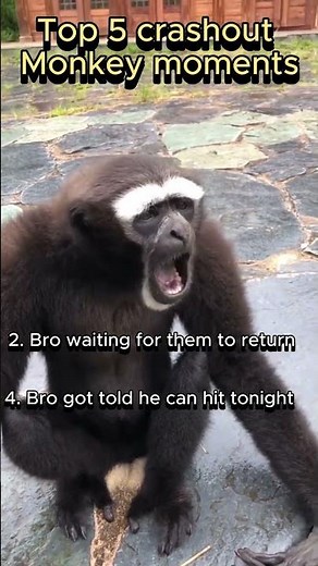 top 5 monkey crashout Moments