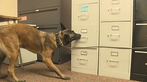 'He doesn't want to stop 'til the job is completed': A closer look at training K9 officers
