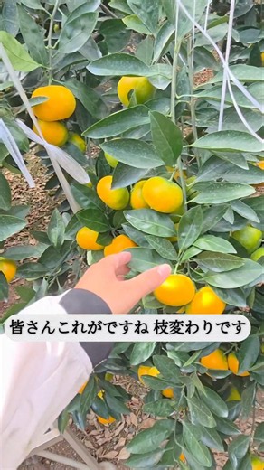 Mandarin orange branch mutations happen suddenly #CitrusSpecialist #BranchMutation