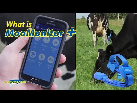 What is MooMonitor+ ?
