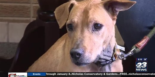 Pet of the Week - Amber the Dog