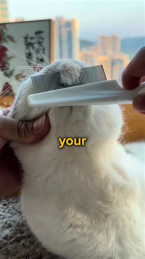 Get this Flea Comb today to remove cat fleas with ease! ✨ #fy #cats #cute #catgroomer #catgrooming #silentreviews #cats #groomer #petgrooming #teddybear #meow | Isla Morgan | Facebook