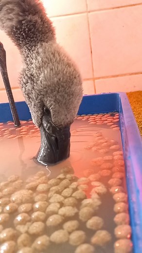 Look what the wind blew in... 😲🦩❤ Lesser Flamingos are not listed as a Threatened or Protected Species in South Africa, they are however listed as Near Threatened on the IUCN Red List due to population decline... 🧐👍 More on this youngster a little later... 😁 We love what we do, and how we do it... ❤ #freemewildlife #fondationbrigittebardot #lovewildlife #flamingo #birds | FreeMe Wildlife