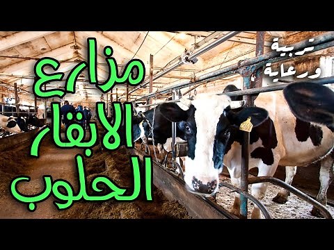 مزارع الابقار الحلوب | المزارع النموذجية في تربية الابقار الحلوب