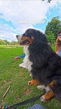 We met a magnificent Bernese Mountain dog! #bernese #dog
