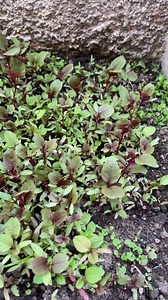 Vegs Videos: Download 2+ Free 4K & HD Stock Footage Clips - Pixabay