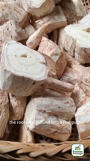 Farmers extract starch from kudzu root to make delicious food | Vibes & Verses | Facebook