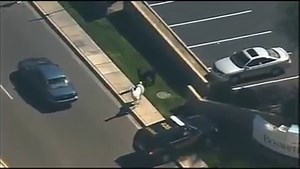 52K views · 827 reactions | UPDATE: Both llamas are now in custody,...