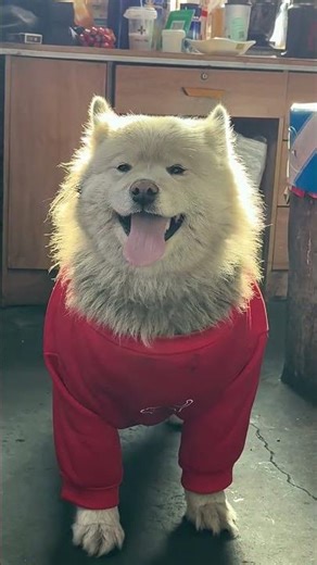 The Heartwarming Fix: Simple Dog Repair Delights