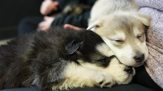 An epic puppy rescue in Labrador