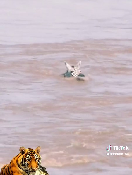 #baodom_86 #dongvathoangda #thegioidongvat #khamphathegioihoangda #dongvat