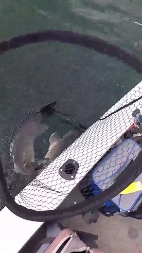 Double Hook Up: Two Murray Cod Eating the Same Lure