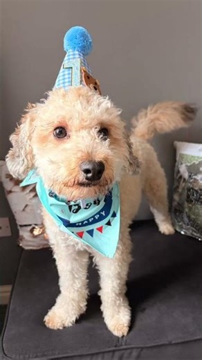 Cockapoo birthday #cockapoo
