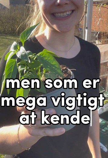 Tips til at plante i drivhuset om foråret