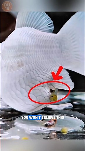 This Fish Doesn’t Lay Eggs, It Gives Birth! Even Without a Male!