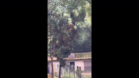 Panda falls from tree after branches break in Chongqing, China