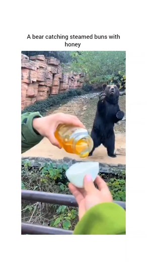 guffvibes on Instagram: "This video, titled "A bear catching steamed buns with honey," shows a humorous and cute interaction with a bear in what appears to be a zoo or sanctuary setting. The Treat Preparation (0:00 - 0:10): The clip begins with a person pouring honey onto a piece of white, round food—labeled as a "steamed bun" in the text—which has been split in half. A large, dark-colored bear is visible standing on its hind legs in the background, looking expectantly at the people holding the 