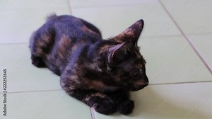 HD video footage of a curious manx tortoiseshell cat lying down on a pale green tile floor and looking around curiously.