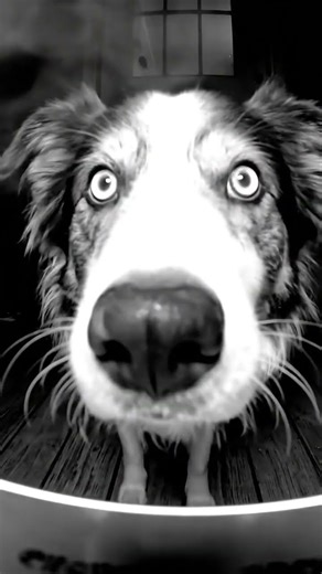 Dog Sticks Nose Into Door Security Camera | Funny Doorcam Moment | Caught on Camera #dog #furry