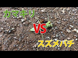 カマキリvsスズメバチ