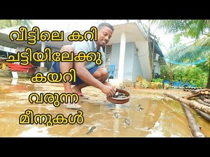 വീട്ടിലെ കറി ചട്ടിയിലേക്കു കയറി വരുന്ന മീനുകൾ 😇