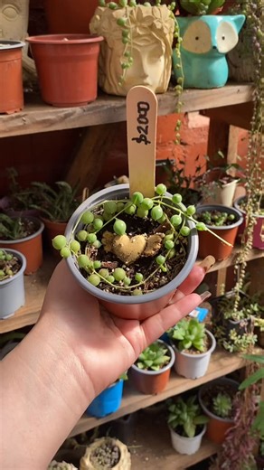 Vivero Lugaby on Instagram: "Curio Rowleyanus $2000"