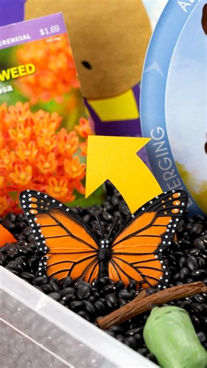 4.1K views · 14 reactions | Set up a simple Butterfly Life Cycle Sensory Bin! A fun way for kids to explore how butterflies grow from egg to adult. Perfect for spring and insect themes!  曆 | Fireflies and Mud Pies | Facebook