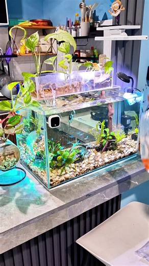 Panduan Merawat Neon Tetra dan Ikan Platy di Akuarium