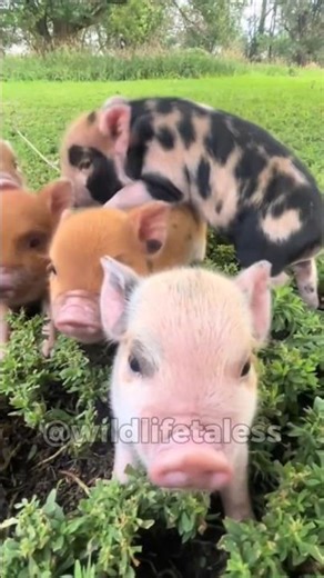 Cute little Baby Pigs 🐷 #shorts #littlepiggies #cute #pig #adorable