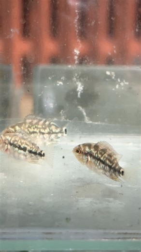 13 reactions | Anarchy 2 #titoyflowerhorns #backyardminifishfarm #tabuelancebuph | Titoy Emnace | Facebook