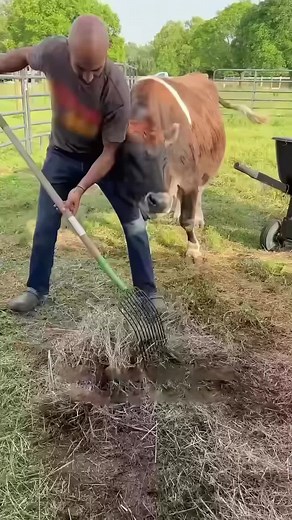 Discover Amazing Facts About Cows
