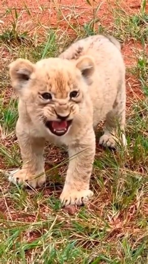 Tiger Baby Cute and Funny Moments | Little Tiger Cub Playing | Amazing Wild Animal #shorts