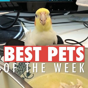 Best pets of the week! 💕 | Try Not to Laugh