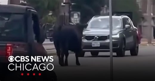 Loose cow cause udder chaos on University of Illinois campus