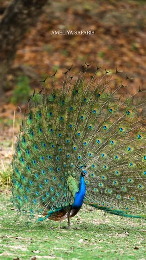 Do you know why Peacocks 🦚 display their feathers? @ameliyasafaris It’s the coolest way gk attract a mate!! Peahens judge the size of the fan, the precision of the patterns, and even the low-frequency rustling that humans can barely hear. All of it helps them choose the best mate for future offspring. So men… next time you want to impress that girl, well you know what to do! 😂🤷🏽‍♂️ #SafariWithSuyash #AmeliyaSafaris #Peacock #Sonyalphain #safari #wildlife #bird #luxurysafari #indiansafari | S