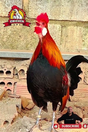 haha Wild Rooster and Hen #chicken #shots