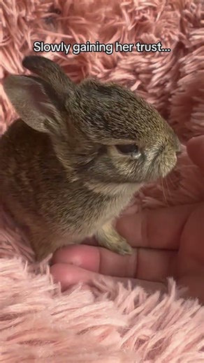 Capture myopathy is common in rabbits, easing into the introduction best! #happyeaster #easterbunny