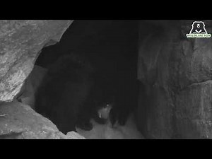 Caught on Hidden Camera: Sloth Bear Mama & Cub