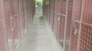 60K views · 4K reactions | RA SUPERFLY GF FACILITY SET-UP 24 Indoor Flypens connected to a 10M x 8M Arena & Rest Stall/Dumping Area Combo. #RASFMasterclass #TheFactoryOfChampions *** Video For Farming & Educational Purposes Only | Cutting Edge Veterinary Solutions | Facebook