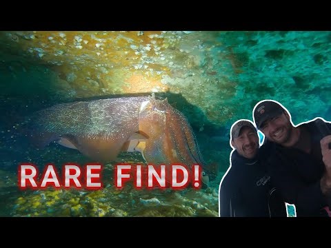 Scuba Diving for the $11,000 Protected Blue Devil!