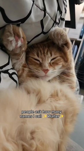 He's a cat of many names 😅 . . . . . #catstagram #catlover #cat #catpaws #catsofinstagram #cats_of_instagram #cats #catloversclub #cats_of_world #catlife #pets #kitten #orangecats #cute #cutecats #funny #walterthecatt | Walter the Catt