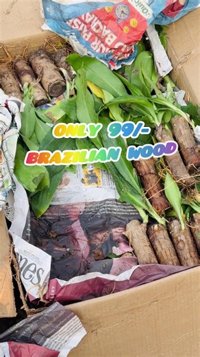 - [ ] LOCATION: nayathimi chardhobato near sajha petrol pump (arniko highway). - [ ] FACEBOOK/TIKTOK/INSTA: om shiva shakti ceramics - [ ] GOOGLE MAP: om shiva shakti ceramics - [ ] WHATSAPP/VIBER=9860016687 - [ ] STORE OPEN/CLOSE TIME=8-8 - [ ] DAYS : Sunday-satarday #offerrate #brazilianwoodplant #luckyplant #only99 #fyp