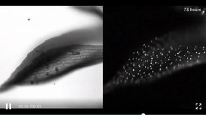 小立碗藓叶片细胞再生为原丝体干细胞的过程