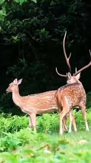 Meeting Red Deer in the Wild: A Beautiful Moment