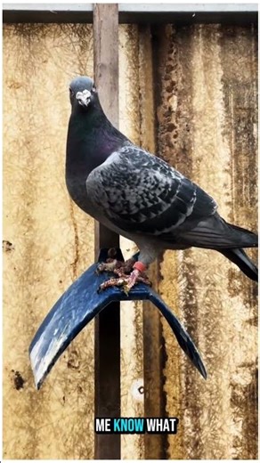 Canelble Female | 420 GPS Played | Race or Breeding #BreedingOrRace #ChampionBird #420GPS