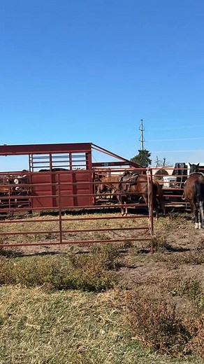 What a beautiful day to work cattle. No corral, No chute, No problem. We've got you covered with this extraordinary mobile/portable cattle working equipment. It's a joy to help this consigner with his cattle operation and thank you to the great cowboys who care for our livestock. Call 903-365-2201 and make plans to work your cattle for the upcoming winter season. Video in comments | Winnsboro Livestock & Dairy Auction